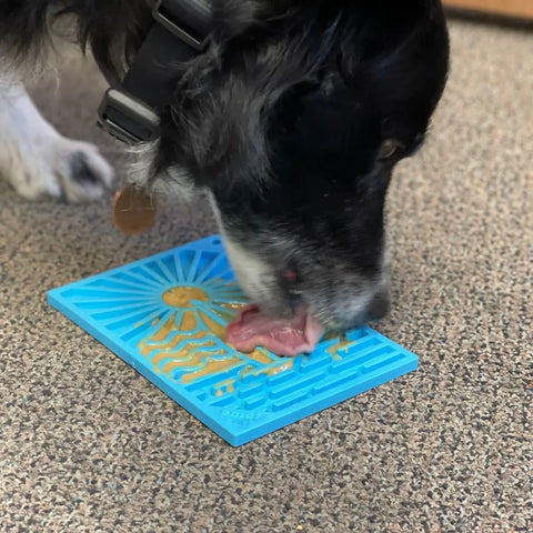 A black and white dog licks food from a blue SodaPup Surf’s Up Design EMat Enrichment Lick Mat - Small with a sun and wave pattern, placed on a brown carpet, encouraging canine enrichment and natural foraging instincts.