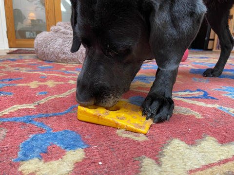 A black dog enjoys a Swiss Cheese Wedge EChew Durable Nylon Dog Chew Toy by SodaPup on a colorful patterned carpet indoors.