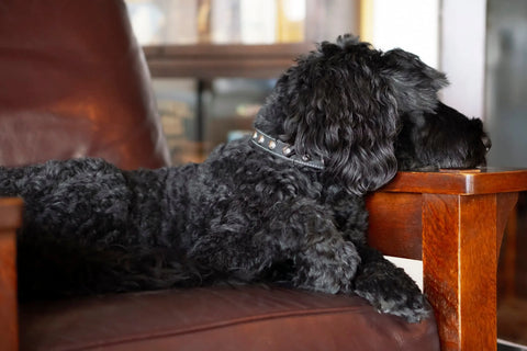 Top-Grain Leather Studded Dog Collar – Hand-Finished Comfort Fit – Auburn Leathercrafters | Made in USA Auburn Leathercrafters  item