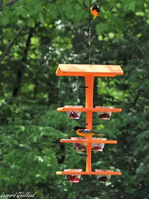 Triple Deck Oriole Jelly Feeder  – Eco-Friendly Poly Lumber | Amish-Made in USA Backyard Bird Station Amish Toy Box  Bird Feeder