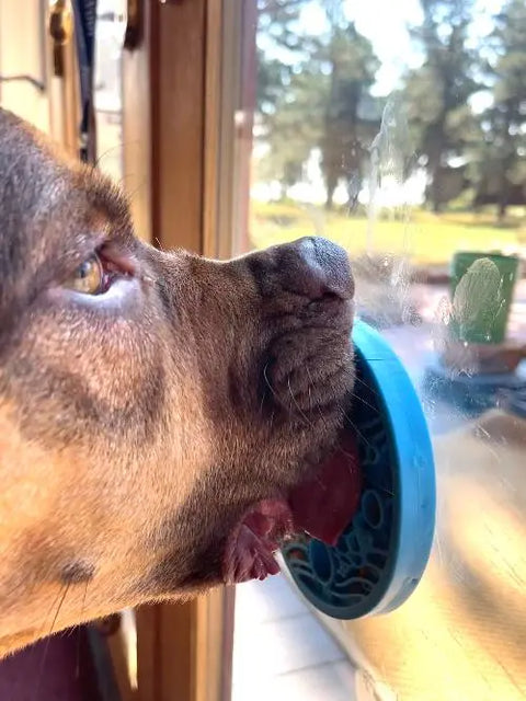 A brown dog enjoys a SodaPup Turtle Emat-Mini Enrichment Lick Mat With Suction Cups, happily licking the blue mat attached to a glass door, with trees and sunlight visible in the background.