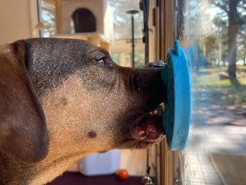 A brown dog presses its face to a glass door, licking a blue SodaPup Turtle Emat-Mini Enrichment Lick Mat with Suction Cups stuck to the glass. Sunlight streams in and trees are visible outside.