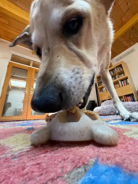 A close-up, low-angle shot of a large dog chewing on the Turtle EChew Durable Nylon Chew and Enrichment Toy by SodaPup on a colorful rug in a cozy room with wooden ceiling, bookshelves, and glass doors in the background.