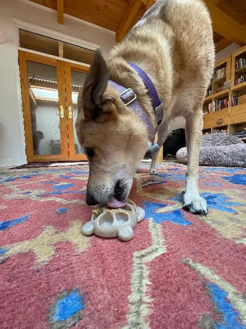 A large dog with a purple collar licks the SodaPup Turtle EChew Durable Nylon Chew and Enrichment Toy on a red patterned rug in a room featuring wooden shelves, a glass door, and a vaulted wooden ceiling.