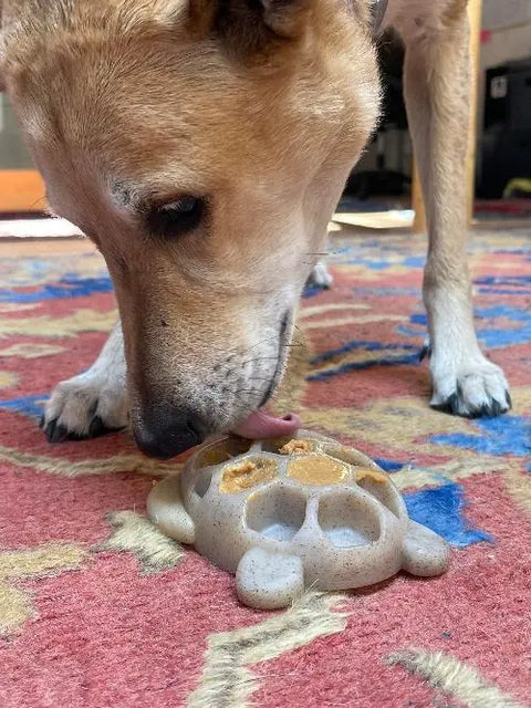 A tan dog licks peanut butter from a SodaPup Turtle EChew Durable Nylon Chew and Enrichment Toy while standing on a red patterned indoor carpet.