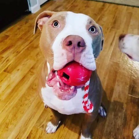 A brown and white pit bull sits on a wooden floor, holding a SodaPup USA-K9 Cherry Bomb Durable Rubber Chew Toy with a rope in its mouth and looking up. Another dog is partially visible on the right.