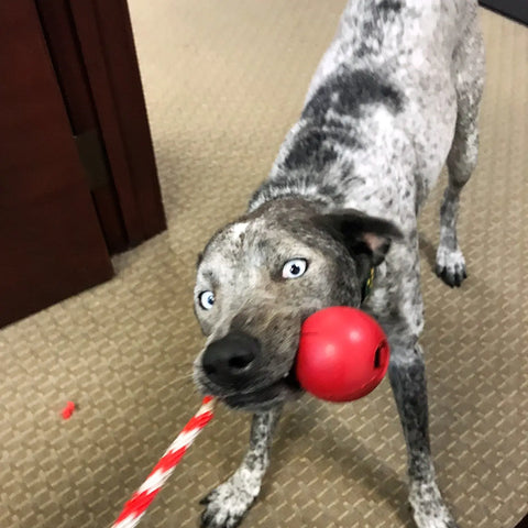 A spotted dog with blue eyes tugs on a striped rope while biting a SodaPup USA-K9 Cherry Bomb Durable Rubber Chew Toy, Treat Dispenser, and Tug Toy on a tan patterned indoor carpet.