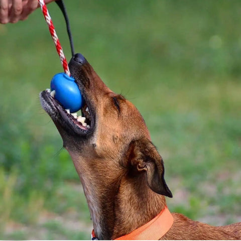 A brown dog with an orange collar plays tug-of-war outside on grass with a SodaPup USA-K9 Cherry Bomb Durable Rubber Chew Toy featuring a blue ball and a red and white rope held by a person.