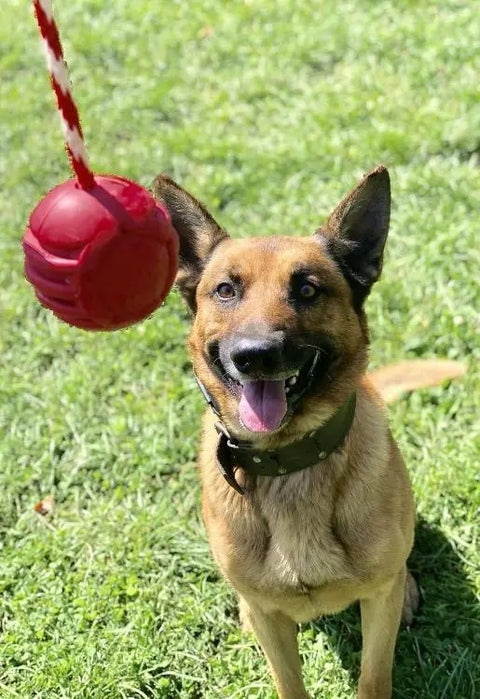 A happy brown dog with upright ears sits on green grass, eagerly eyeing the USA-K9 Stars and Stripes Ultra-Durable Rubber Chew Ball by SodaPup as it dangles in front of it.