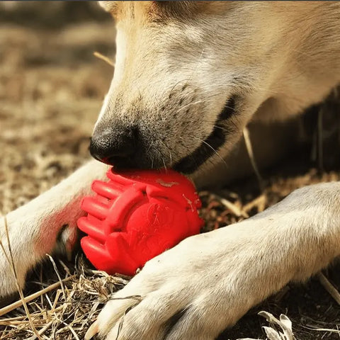 A dog lies on dry grass outdoors, gently holding the SodaPup USA-K9 Stars and Stripes Ultra-Durable Rubber Chew Ball between its front paws and mouth.