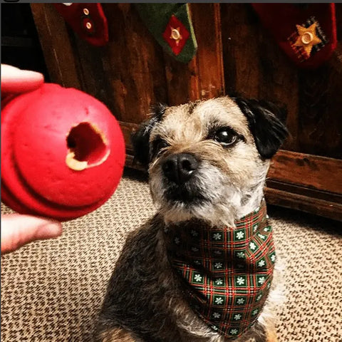 A small dog in a festive plaid bandana focuses on a SodaPup USA-K9 Stars and Stripes Ultra-Durable Rubber Chew Ball held by a person, with holiday stockings displayed in the background.