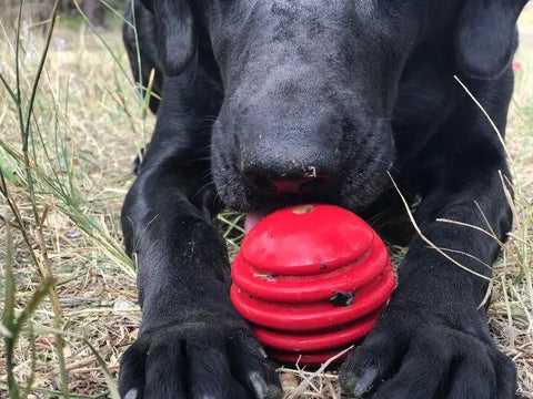 A close-up of a black dog lying on grass, sniffing or licking the SodaPup USA-K9 Stars and Stripes Ultra-Durable Rubber Chew Ball held between its front paws.