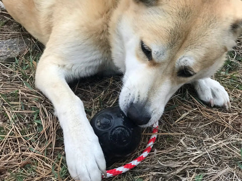 A tan and white dog lies on grass, chewing on the SodaPup USA-K9 Skull Durable Rubber Chew Toy in pink, enjoying hours of playtime while holding the versatile treat dispenser and tug toy with its front paw.