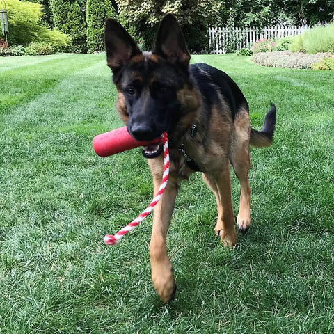 A German Shepherd walks on green grass, carrying a red SodaPup USA-K9 Firecracker Durable Rubber Floating Training Dummy (Large) in its mouth. Bushes, trees, and a white fence can be seen in the background.