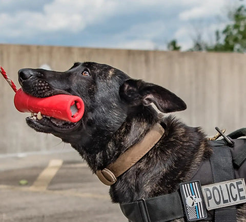 A police dog wearing a harness holds the USA-K9 Firecracker Durable Rubber Floating Training Dummy (Large, Red) by SodaPup in its mouth, standing outdoors near a concrete wall under a cloudy sky.