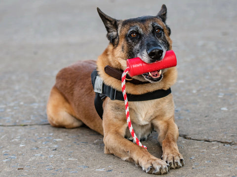 A German Shepherd mix wearing a black harness lies on concrete, holding the SodaPup USA-K9 Firecracker Durable Rubber Floating Training Dummy (Large, Red) in its mouth.