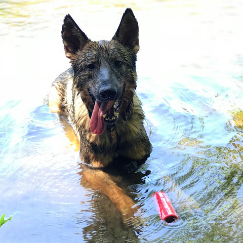 A wet German Shepherd stands in shallow water, tongue out, near a red SodaPup USA-K9 Firecracker Durable Rubber Floating Training Dummy (Large), which floats on the surface.