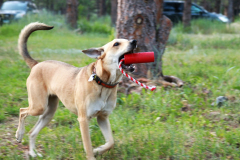A tan dog with a red collar runs through grassy woods holding the SodaPup USA-K9 Firecracker Durable Rubber Floating Training Dummy (Large, Red) in its mouth. Trees and blurred parked cars appear in the background.