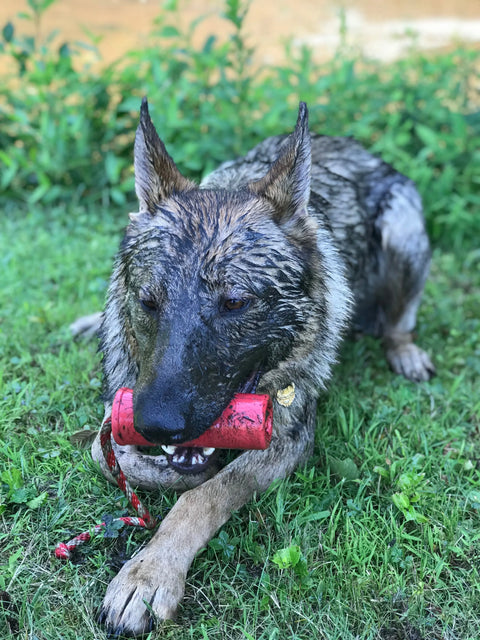 A wet German Shepherd with muddy fur lies on grass, gripping a red SodaPup USA-K9 Firecracker Durable Rubber Floating Training Dummy (Large) while playing. Plants fill the background as it enjoys its rugged toy.