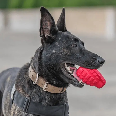 A dark brindle dog outdoors, wearing a harness and collar, holds a red SodaPup USA-K9 Grenade EDispenser Durable Rubber Chew Toy & Treat Dispenser in its mouth while looking to the side.