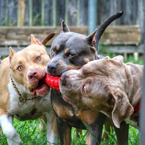 Three energetic dogs play tug-of-war in a grassy yard, each biting onto the SodaPup USA-K9 Grenade EDispenser Durable Rubber Chew Toy & Treat Dispenser (Red). The close group looks excited and playful.