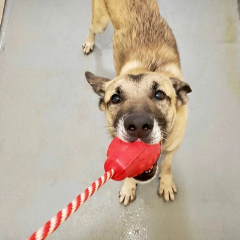 A brown and black dog stands on a gray floor, playfully tugging on a SodaPup USA-K9 Grenade Durable Rubber Chew Toy in its mouth while looking up at the camera.