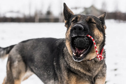 USA-K9 Magnum Black Rubber Tug and Chew Toy – Durable Dog Reward Toy | Made in USA SodaPup  Rubber Dog Toys
