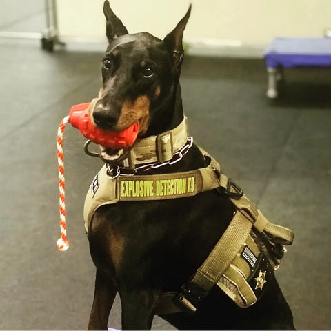 A Doberman wearing an Explosive Detection K9 vest sits indoors, holding a SodaPup USA-K9 Magnum Grenade Durable Rubber Chew Toy with rope handle. The dog appears alert and ready for training in a working environment.