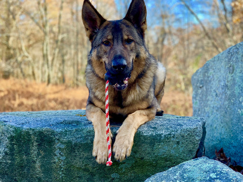 A German Shepherd lies on a large rock outdoors, holding the SodaPup USA-K9 Magnum Skull Durable Rubber Chew Toy - Black Magnum in its mouth, with trees and autumn leaves in the background.