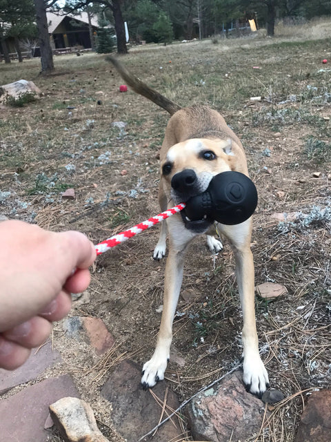 A tan and white dog excitedly tugs on a SodaPup USA-K9 Magnum Skull Durable Rubber Chew Toy (Black Magnum) held by a person, outdoors on dry grass and dirt near trees and rocks.