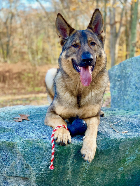 A German Shepherd lies on a large rock, panting with its tongue out, in a wooded outdoor area with the SodaPup USA-K9 Magnum Skull Durable Rubber Chew Toy and a black ball.