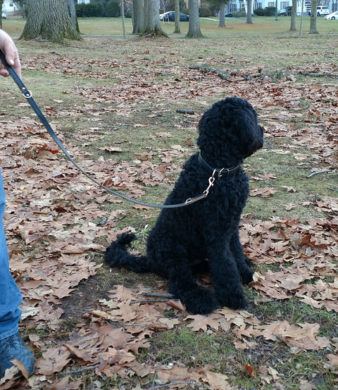 Versatile 5 Ft Top Grain Leather Dog Leash – Multi-Function Hands-Free Slip Lead | Made in USA Auburn Leathercrafters  item