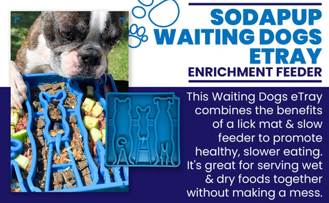 A dog eats assorted food from a blue SodaPup Waiting Dogs Design ETray Enrichment Tray, which features dog-shaped compartments to encourage healthier, slower eating.