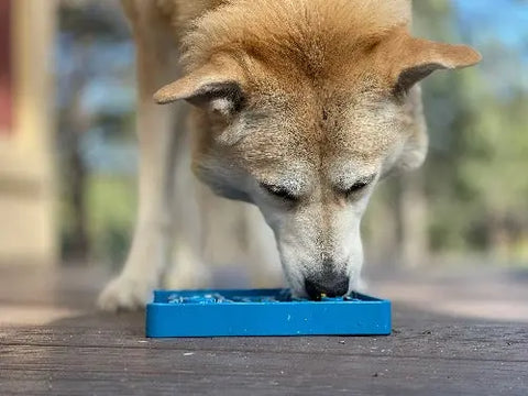 A tan and white dog with pointy ears eats from a blue SodaPup Waiting Dogs Design ETray Enrichment Tray on a wooden surface outdoors, with trees and sunlight blurred in the background.