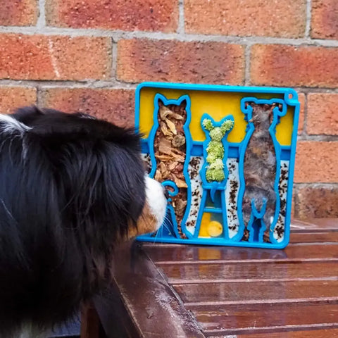 A black and white dog looks at a blue SodaPup Waiting Dogs Design ETray Enrichment Tray for Dogs, with animal-shaped sections filled with treats, resting on a wooden table in front of a brick wall.