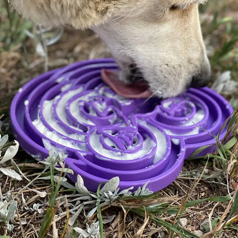 A dog enjoys slower eating as it licks a white spread off the purple SodaPup Water Frog Design ETray Enrichment Tray for Dogs, set on grass among small plants.