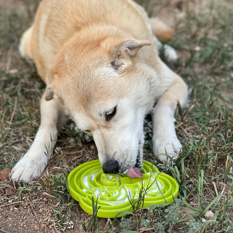 A tan and white dog lies on grass, licking a green SodaPup Water Frog Design ETray Enrichment Tray for Dogs, appearing relaxed and focused while enjoying enrichment and promoting slower eating.