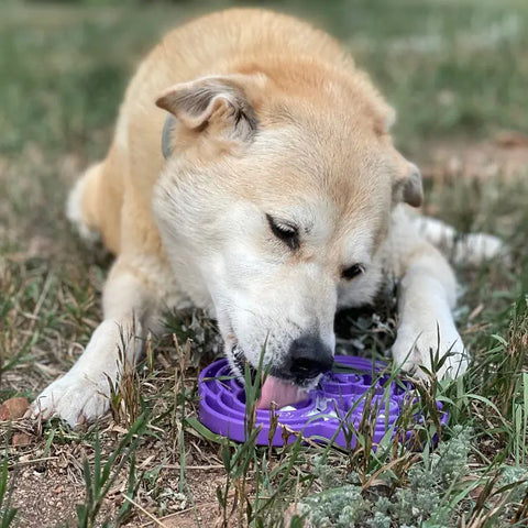A tan and white dog lies on grass, licking a purple SodaPup Water Frog Design ETray Enrichment Tray for Dogs with its paws beside it, enjoying enrichment while promoting slower eating.