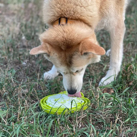 A light brown and white dog with a short coat, wearing a tan collar, licks a green SodaPup Water Frog Design ETray Enrichment Tray for Dogs placed on the grass outside, enjoying a treat and promoting slower eating.