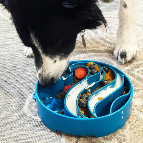 A black and white dog eats from a blue SodaPup Wave Design EBowl Enrichment Slow Feeder Bowl filled with food, blueberries, and strawberries, enjoying healthy, slower eating on a light-colored patterned rug.