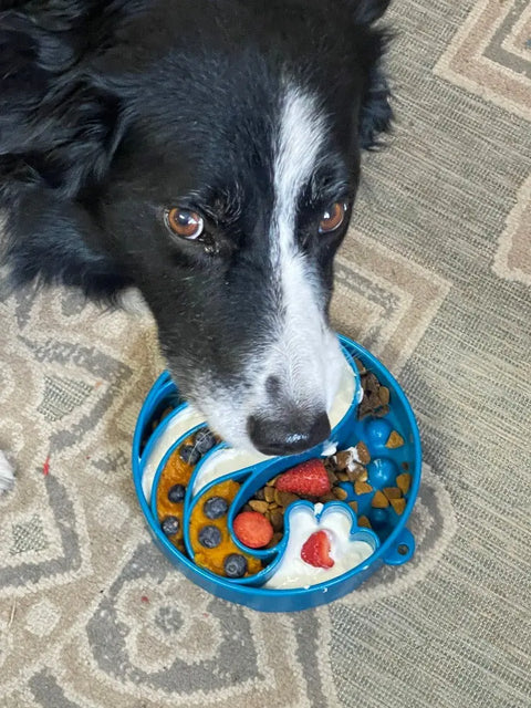 A black and white dog eats from a blue SodaPup Wave Design EBowl Enrichment Slow Feeder Bowl filled with kibble, yogurt, blueberries, and strawberries on a patterned beige carpet. The bowl encourages healthy slower eating.