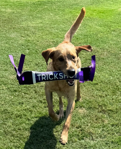 A wet brown dog runs on grass, carrying a Bulletproof Pet Products Inc Dock Diving Bumper Tug - Competition Series Weighted in Purple Camo in its mouth.