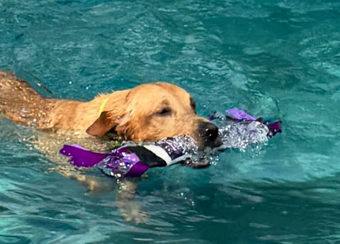 A wet, tan dog swims in clear blue water, holding a Bulletproof Pet Products Inc Dock Diving Bumper Tug – Competition Series Weighted (Purple Camo) in its mouth.