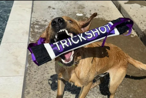 A wet brown dog stands by a pool, playfully biting a Bulletproof Pet Products Inc Dock Diving Bumper Tug - Competition Series Weighted in Purple Camo, with water droplets on its fur and excitement in its expression.