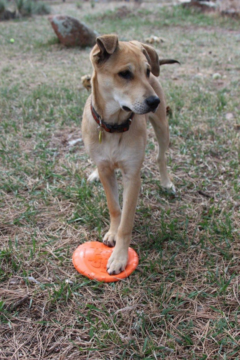 Durable Rubber Dog Retrieving Frisbee – Bottle Cap Design – Orange | Made in USA SodaPup  Rubber Dog Toys