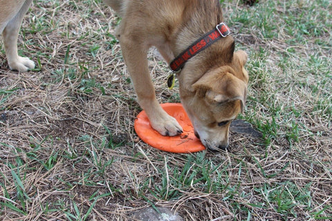 Durable Rubber Dog Retrieving Frisbee – Bottle Cap Design – Orange | Made in USA SodaPup  Rubber Dog Toys