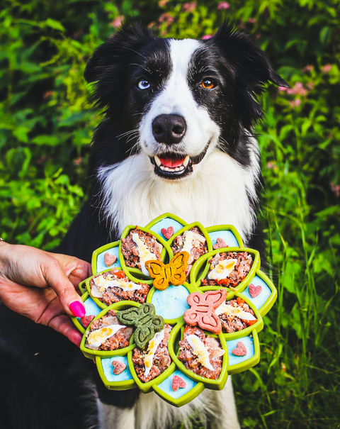 Mandala Design Dog Enrichment Slow Feeder Tray – Interactive Lick Mat | Made in USA SodaPup  ETRAY