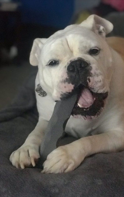 Indestructibone Smooshy Face Chew Toy – Durable Dog Toy for 40-80 Lbs Brachycephalic Breeds | Made in USA Bulletproof Pet Products Inc  Indestructibone chew toys