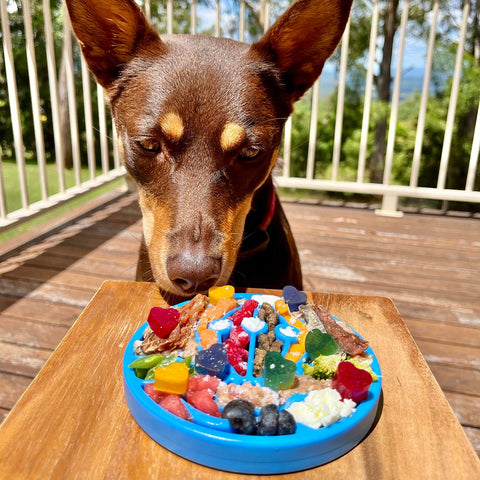 SodaPup Durable Nylon Dog Enrichment Feeder – Air eCoin Design | Made in USA SodaPup  ECOIN