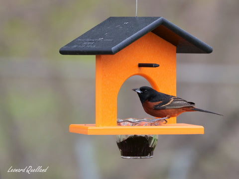 Eco-Friendly Hanging Oriole Bird Feeder with Jelly Dish and Orange Pegs 10 Inch – Amish Crafted | Made in USA Amish Toy Box  Bird Feeder